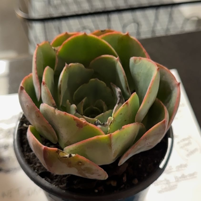 Photo of the plant species Echeveria 'Persia' by @AbleLichen93 named Squirtle on Greg, the plant care app
