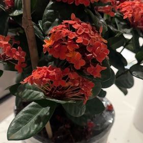 Photo of the plant species Flame of the Woods by @DearBrushbox99 named Scarlett on Greg, the plant care app