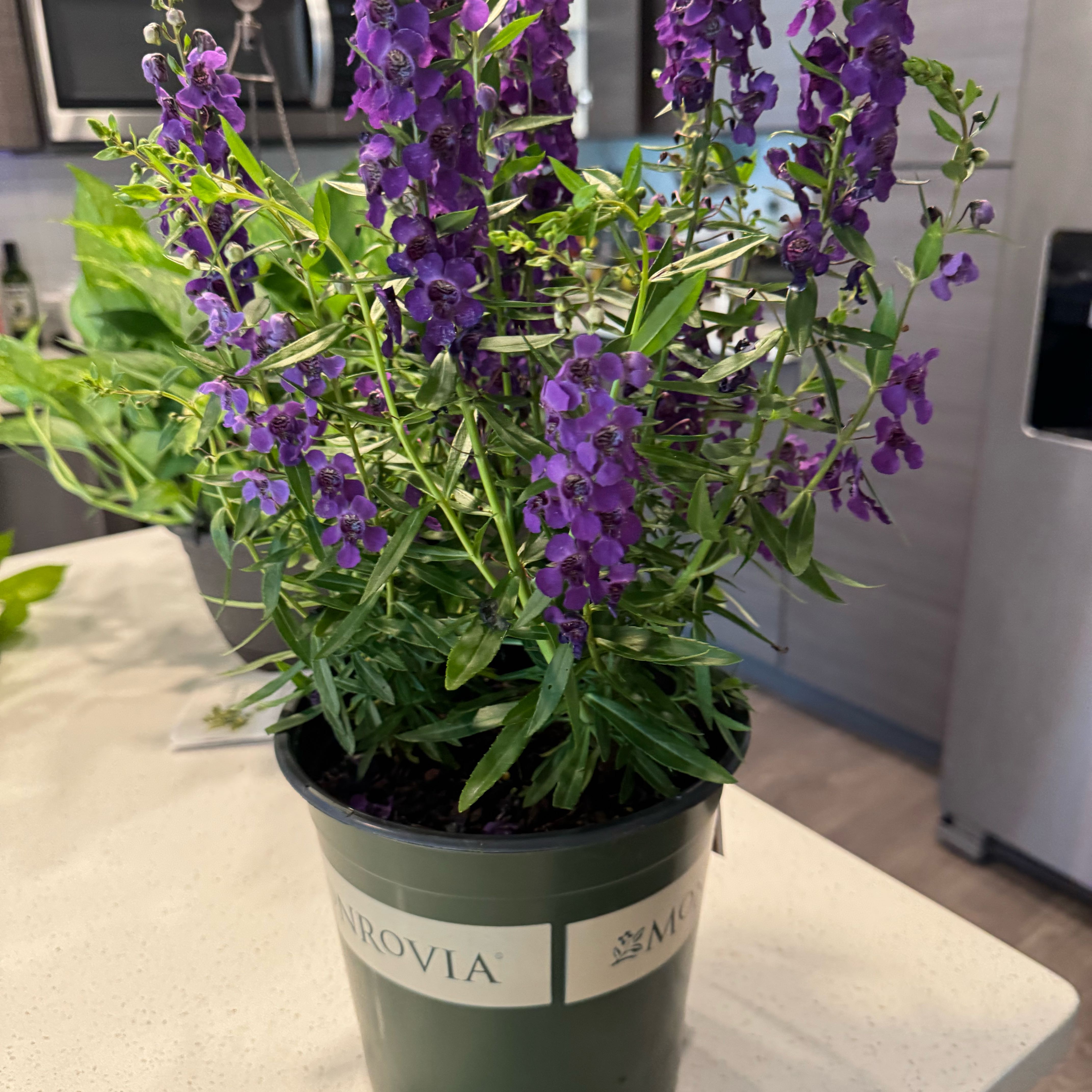 Photo of the plant species Monkshood by @DearBrushbox99 named Huckleberry Fern on Greg, the plant care app