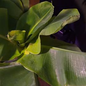 Photo of the plant species Abyssinian Banana by @WelefulRedbean named Prince on Greg, the plant care app
