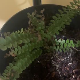 Photo of the plant species Lemon Button Fern by @WholeRiberry48 named Harry on Greg, the plant care app