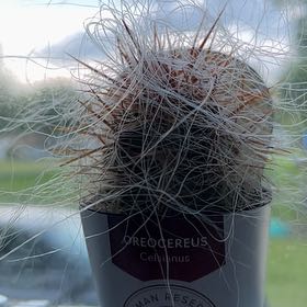Photo of the plant species Old Man of the Andes by @YokePecan18 named Beckham on Greg, the plant care app