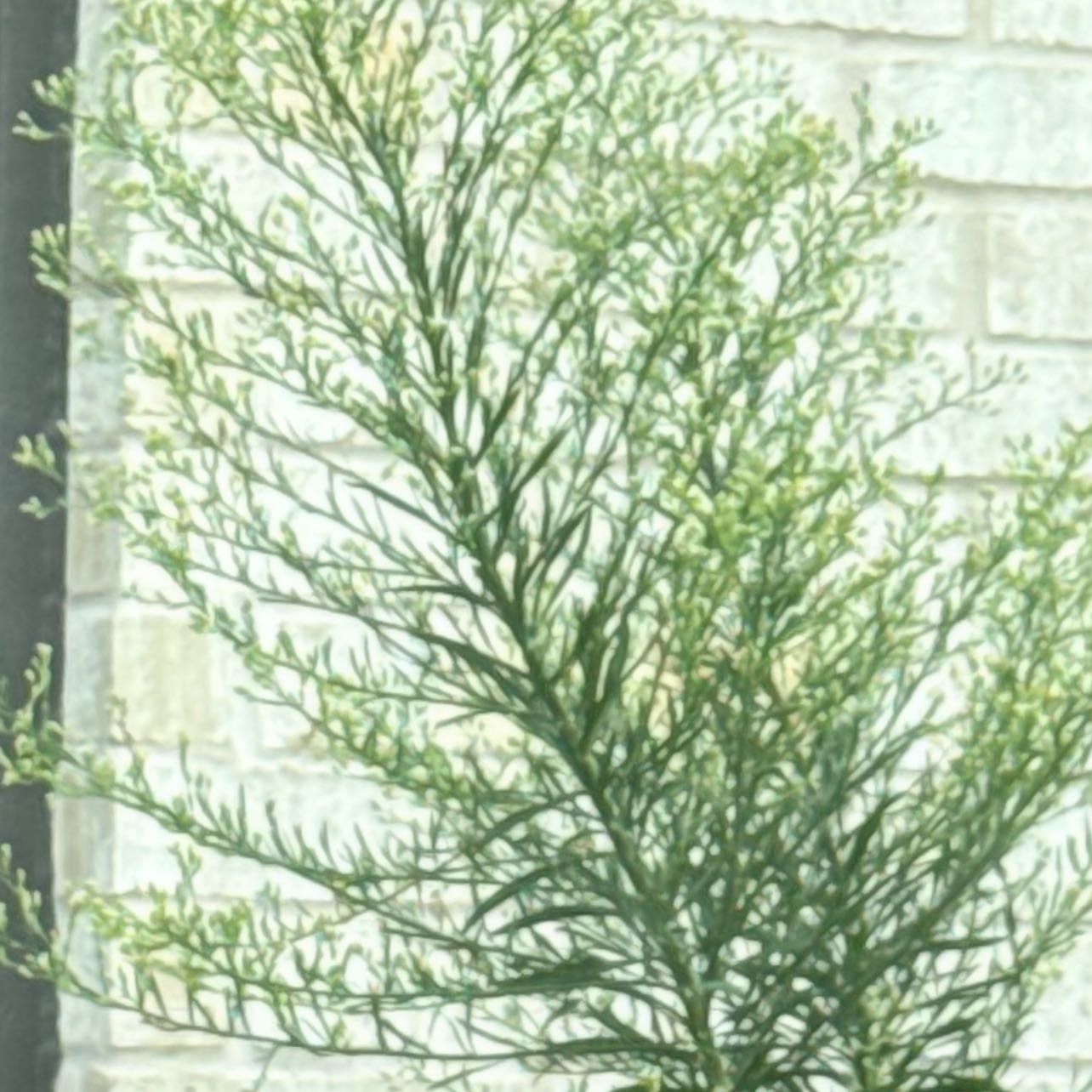Photo of the plant species Canadian Fleabane by @GutsyOlneya78 named Mando on Greg, the plant care app