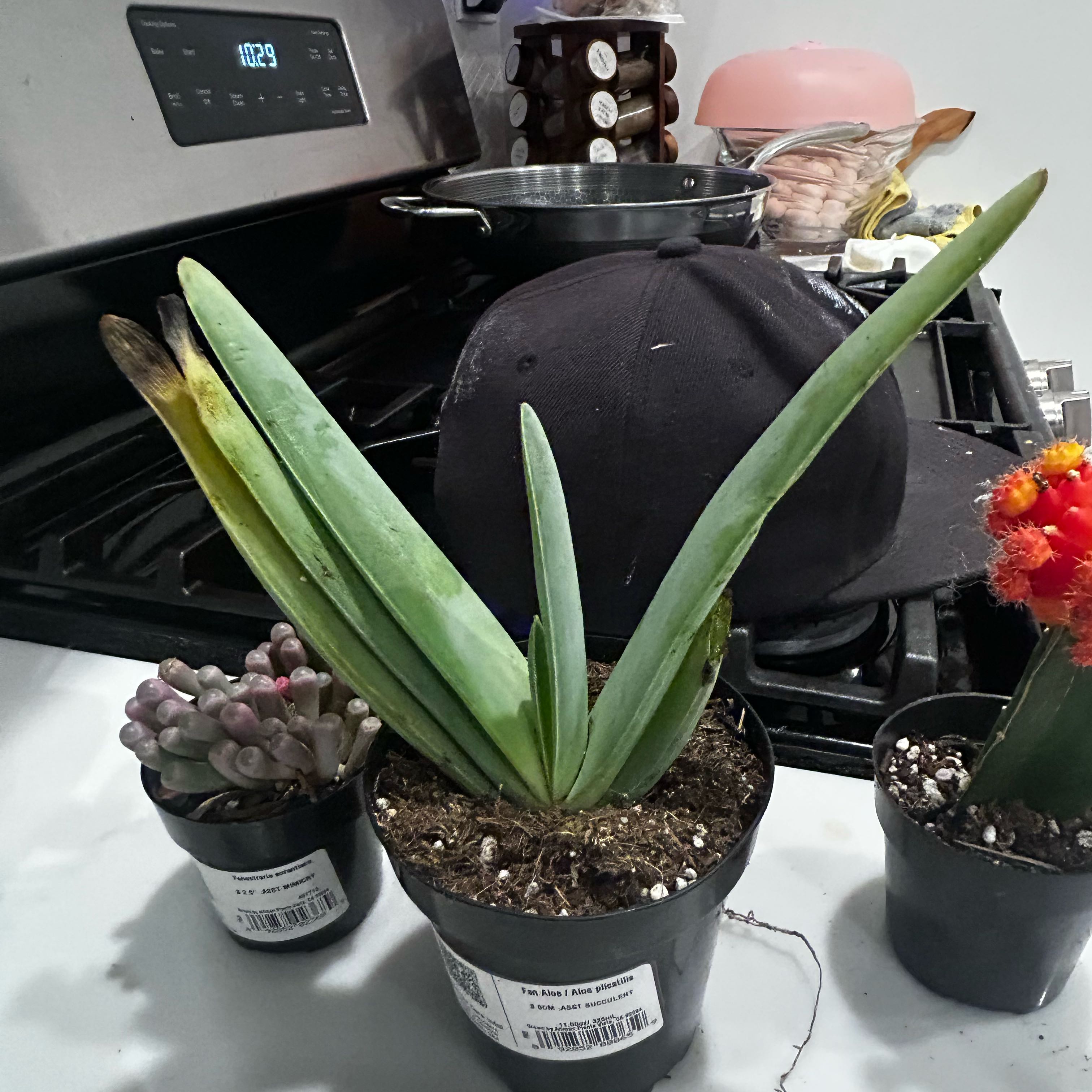 Photo of the plant species Fan Aloe by @EvenhandedKoa79 named Athena on Greg, the plant care app