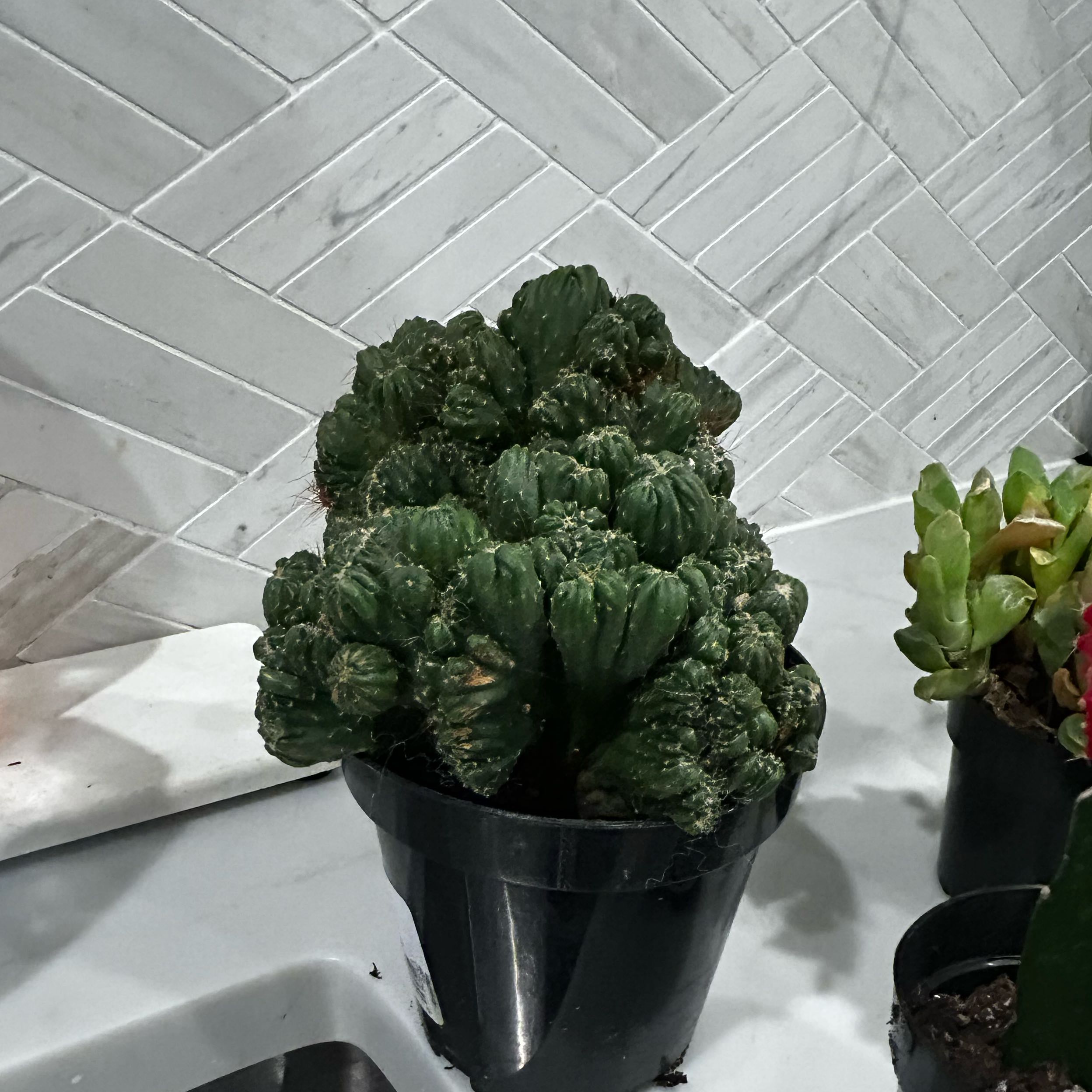 Photo of the plant species Ming Thing Cactus by @EvenhandedKoa79 named Scarlett on Greg, the plant care app