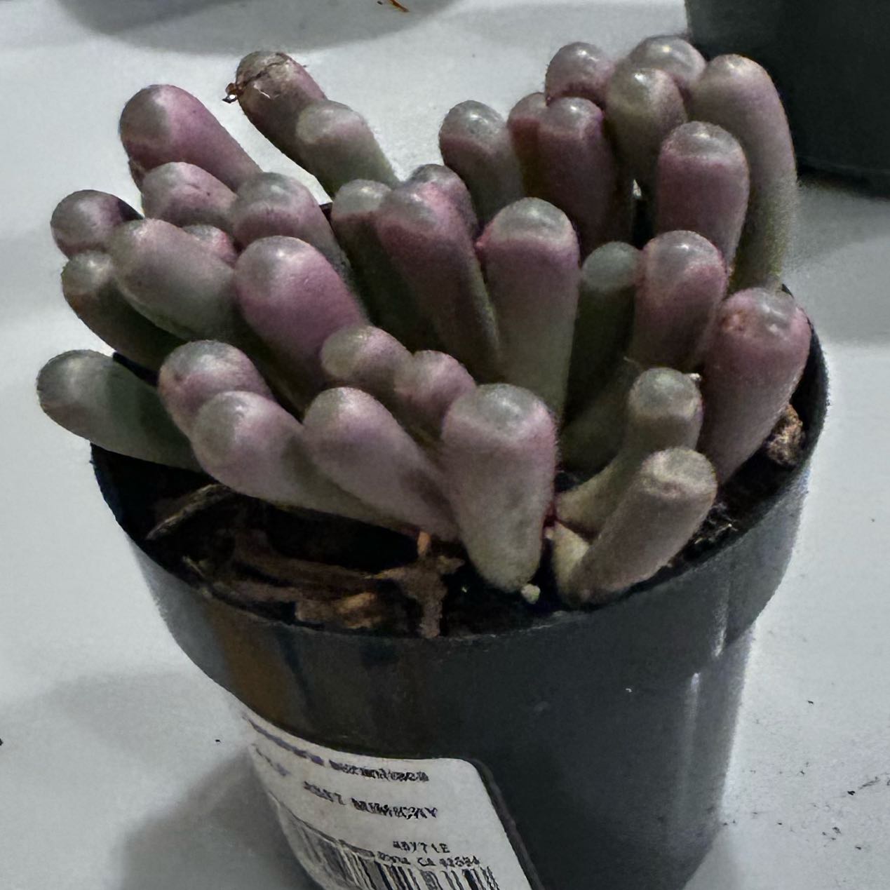 Photo of the plant species Baby Toes by @EvenhandedKoa79 named Figyonce on Greg, the plant care app