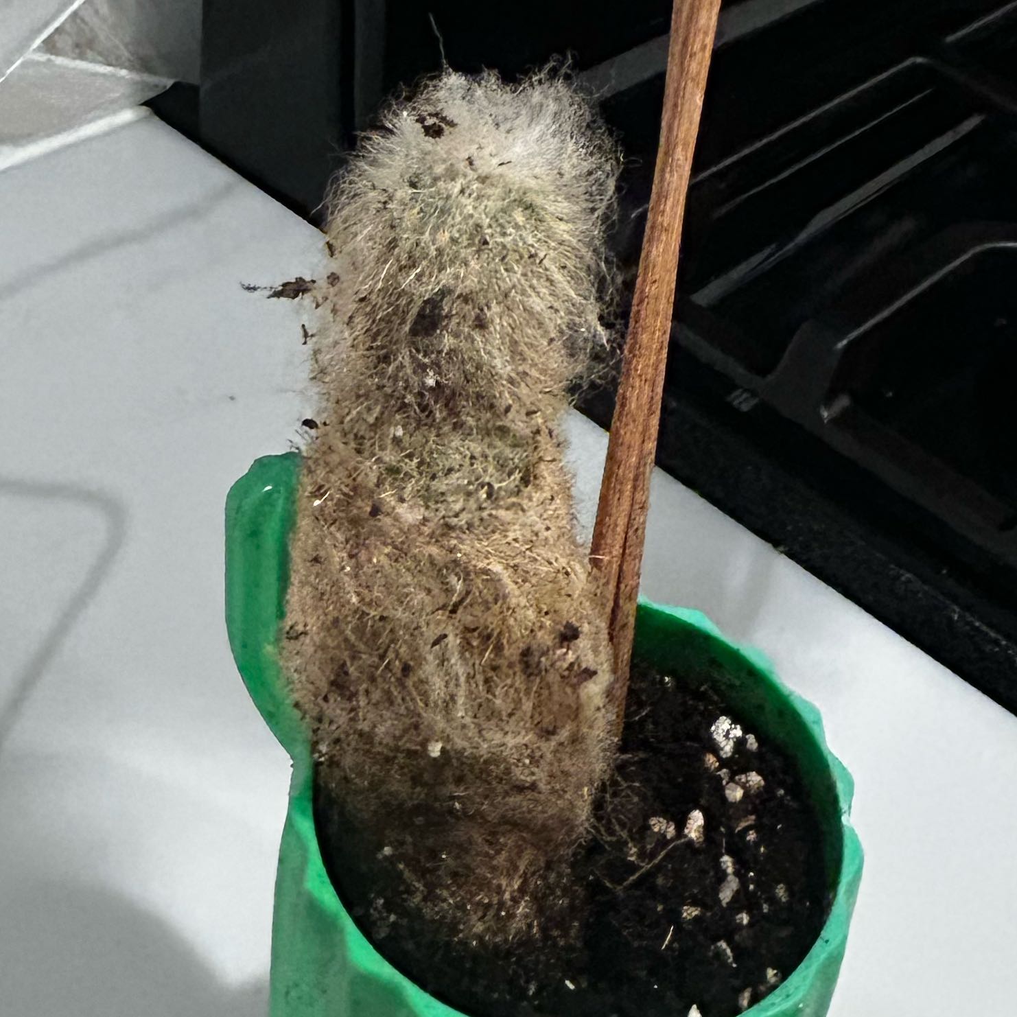Photo of the plant species Monkey Tail Cactus by @EvenhandedKoa79 named da Vinci on Greg, the plant care app