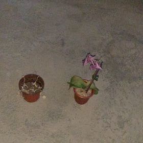 Photo of the plant species Beach Moning Glory by @PeppyBogarum22 named Demi on Greg, the plant care app