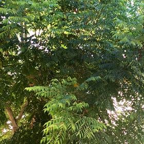 Photo of the plant species Neem by @PeppyBogarum22 named Planty on Greg, the plant care app