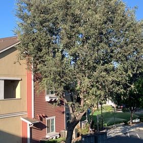 Photo of the plant species Bradford Pear by @PeppyBogarum22 named Cleopatra on Greg, the plant care app