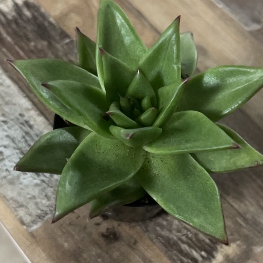 Photo of the plant species Echeveria 'Ebony' by @RootedBalsam58 named Harper on Greg, the plant care app