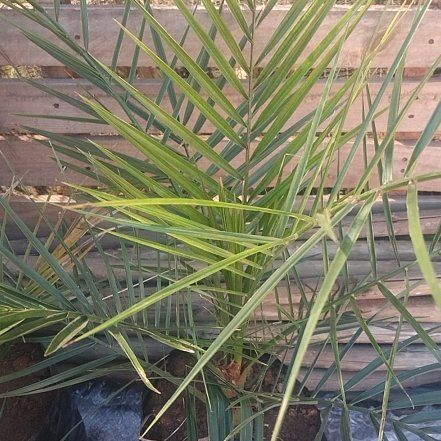 Photo of the plant species Canary Island Date Palm by @SightlyKale6 named Fernie Saunders on Greg, the plant care app