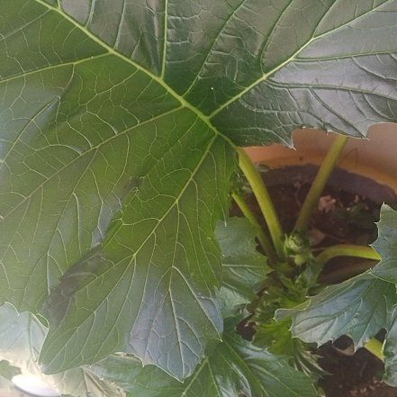 Photo of the plant species Acanthus Mollis by @SightlyKale6 named Kylie on Greg, the plant care app