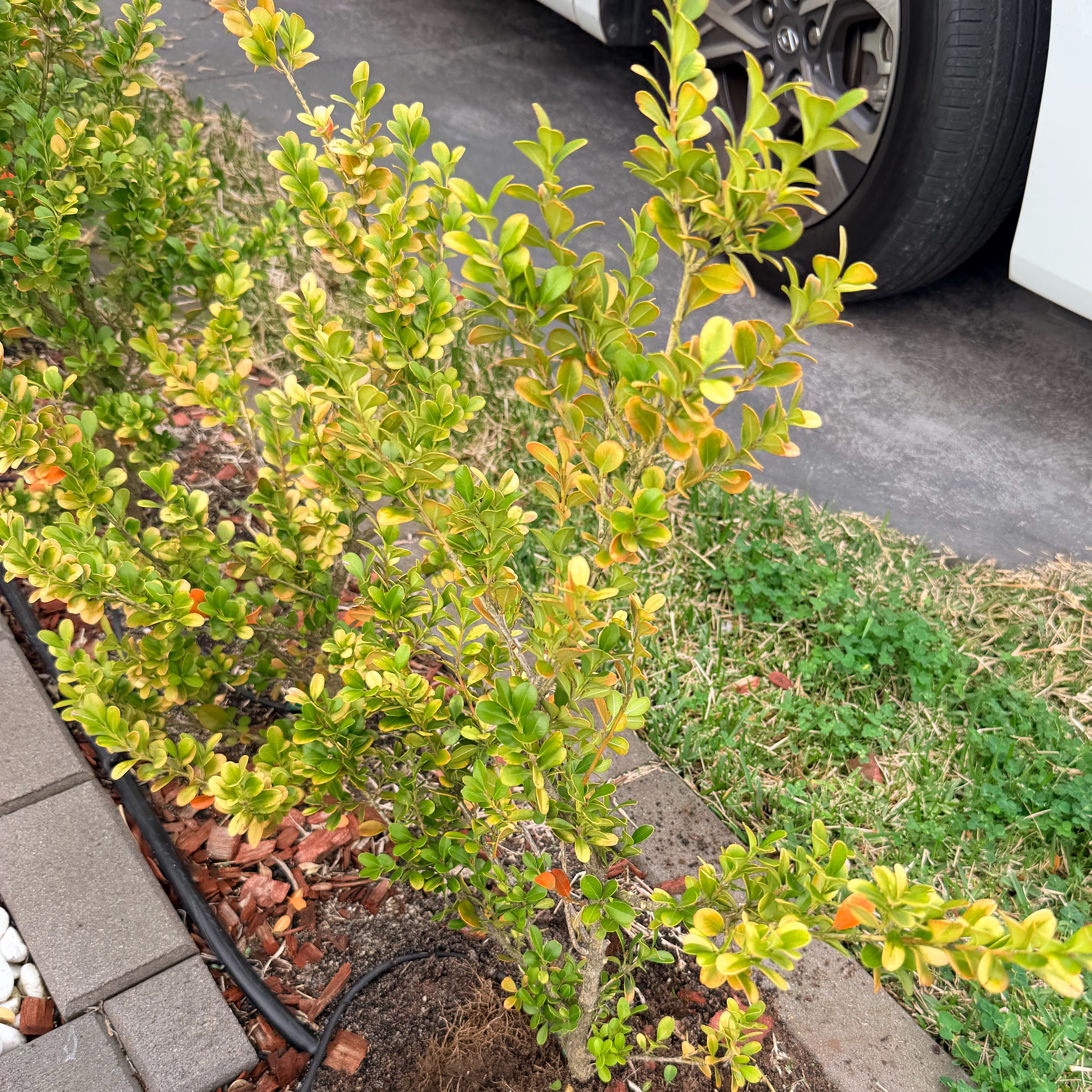 Photo of the plant species Japanese Boxwood by @GoldMudpuppy62 named Gaga on Greg, the plant care app
