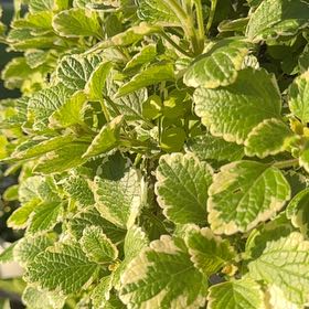 Photo of the plant species Lemon Balm by @WinOkra95 named Darwin on Greg, the plant care app