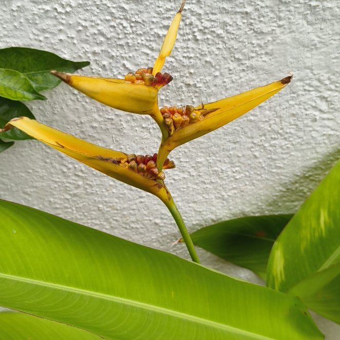 Photo of the plant species Parrot's Plantain by @FabGrass34 named Harmony on Greg, the plant care app