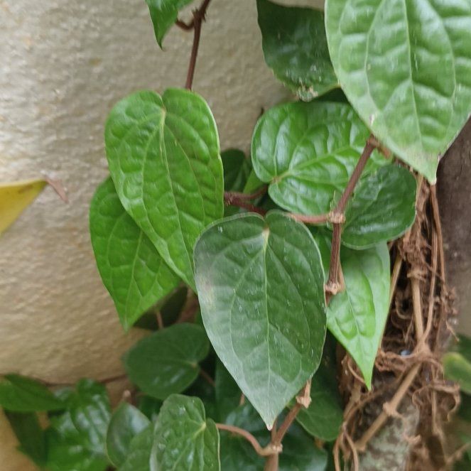 Photo of the plant species Wild Betel Leaf by @FabGrass34 named Mochi on Greg, the plant care app