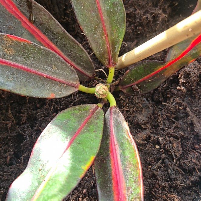 Photo of the plant species Red Banana Croton by @YesZebrina80 named BeBe Proud on Greg, the plant care app