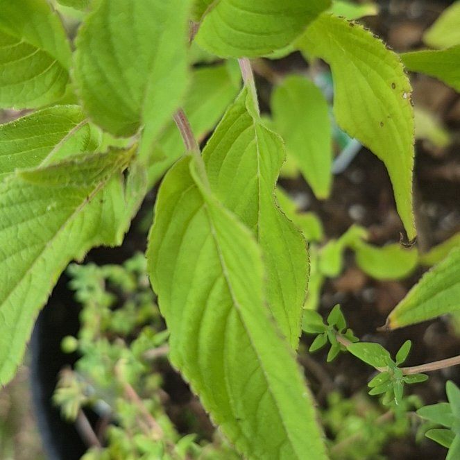 Photo of the plant species Pineapple Sage by @YesZebrina80 named Blanche on Greg, the plant care app