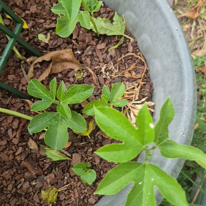Photo of the plant species Maypop by @YesZebrina80 named Stan on Greg, the plant care app