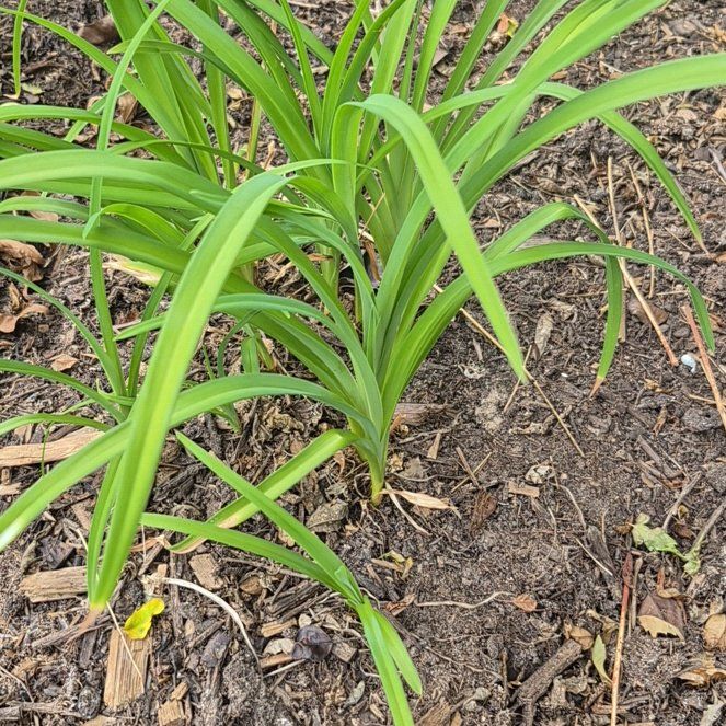 Photo of the plant species Orange Daylily by @YesZebrina80 named Oprah on Greg, the plant care app