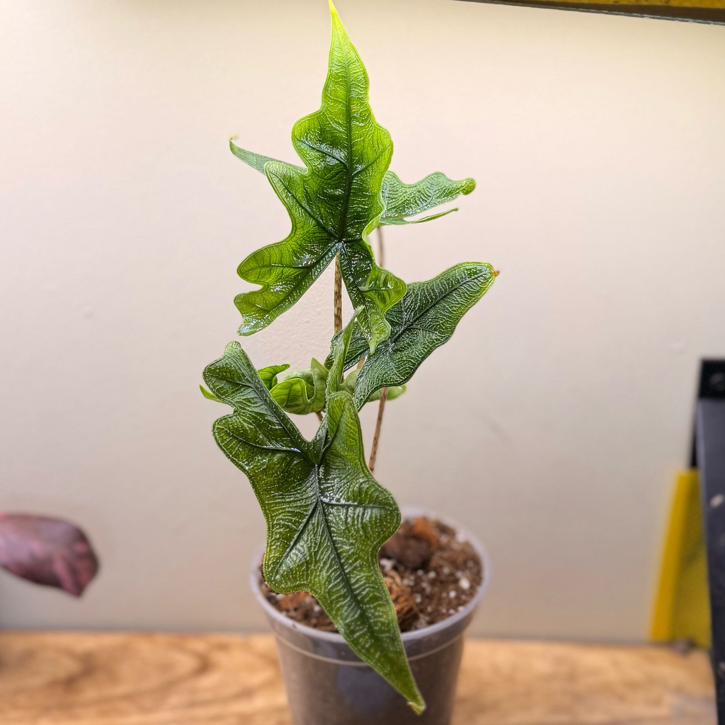 Photo of the plant species Alocasia 'Jacklyn' by @Popcornjoness2 named Xyla on Greg, the plant care app