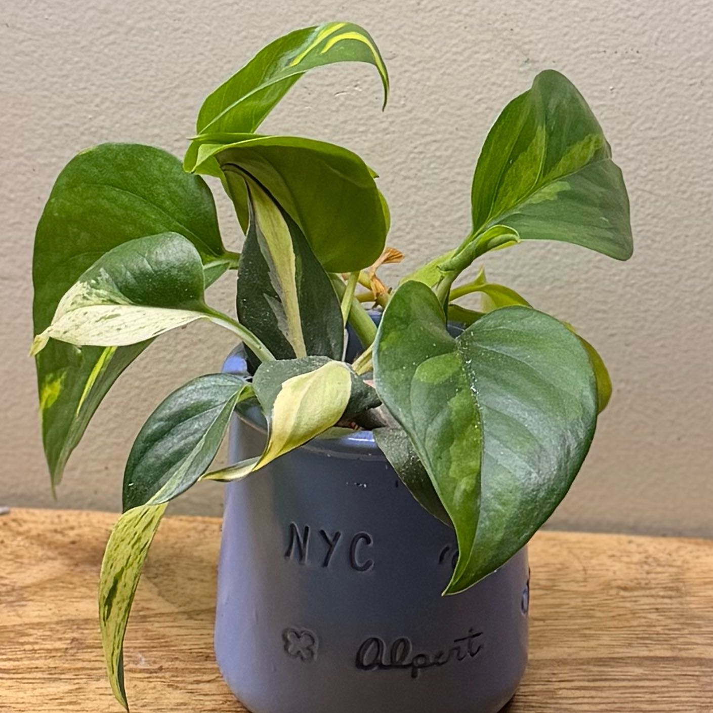 Photo of the plant species Global Green Pothos by @Popcornjoness2 named Whimsy on Greg, the plant care app