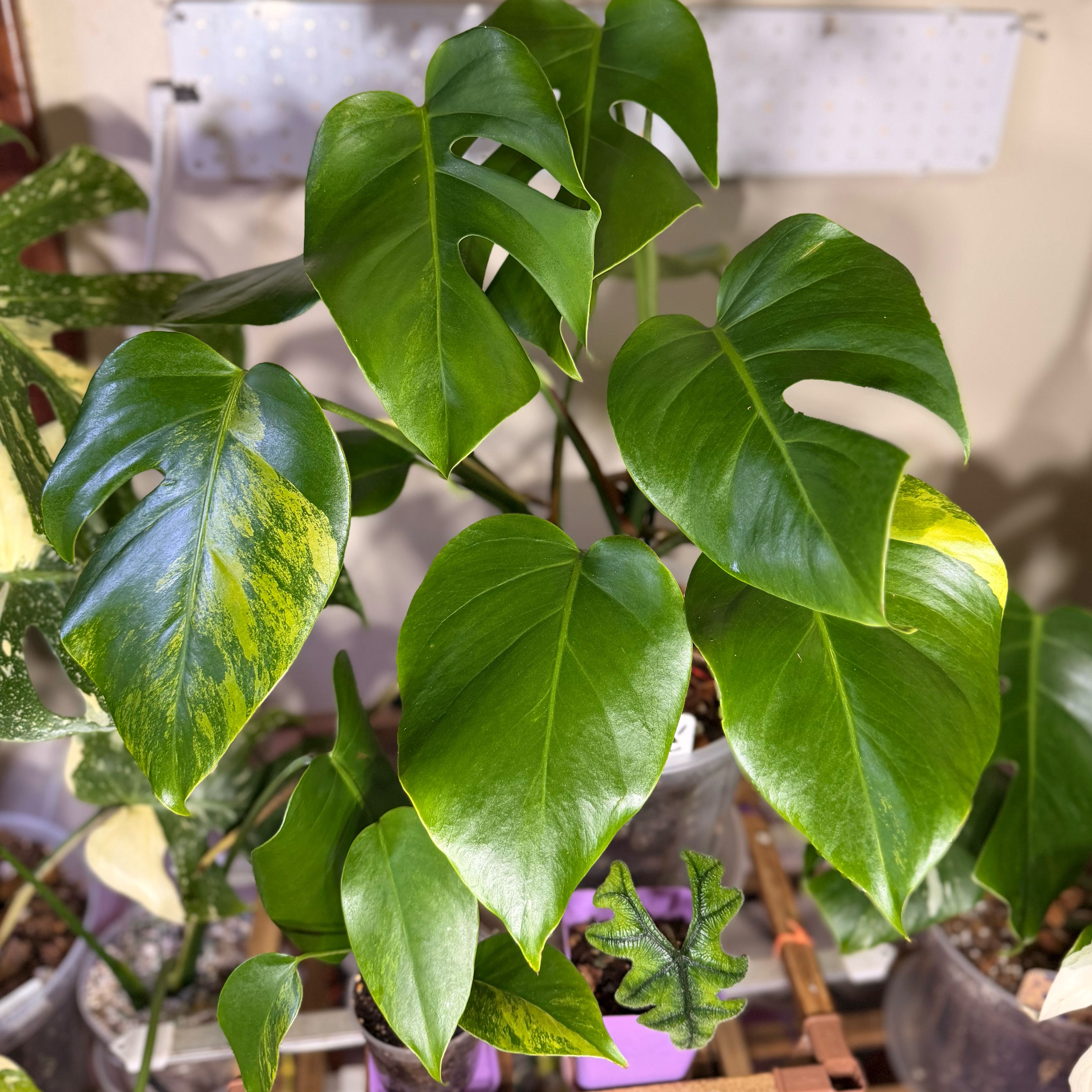 Photo of the plant species yellow variegated monstera by @Popcornjoness2 named Biancé on Greg, the plant care app