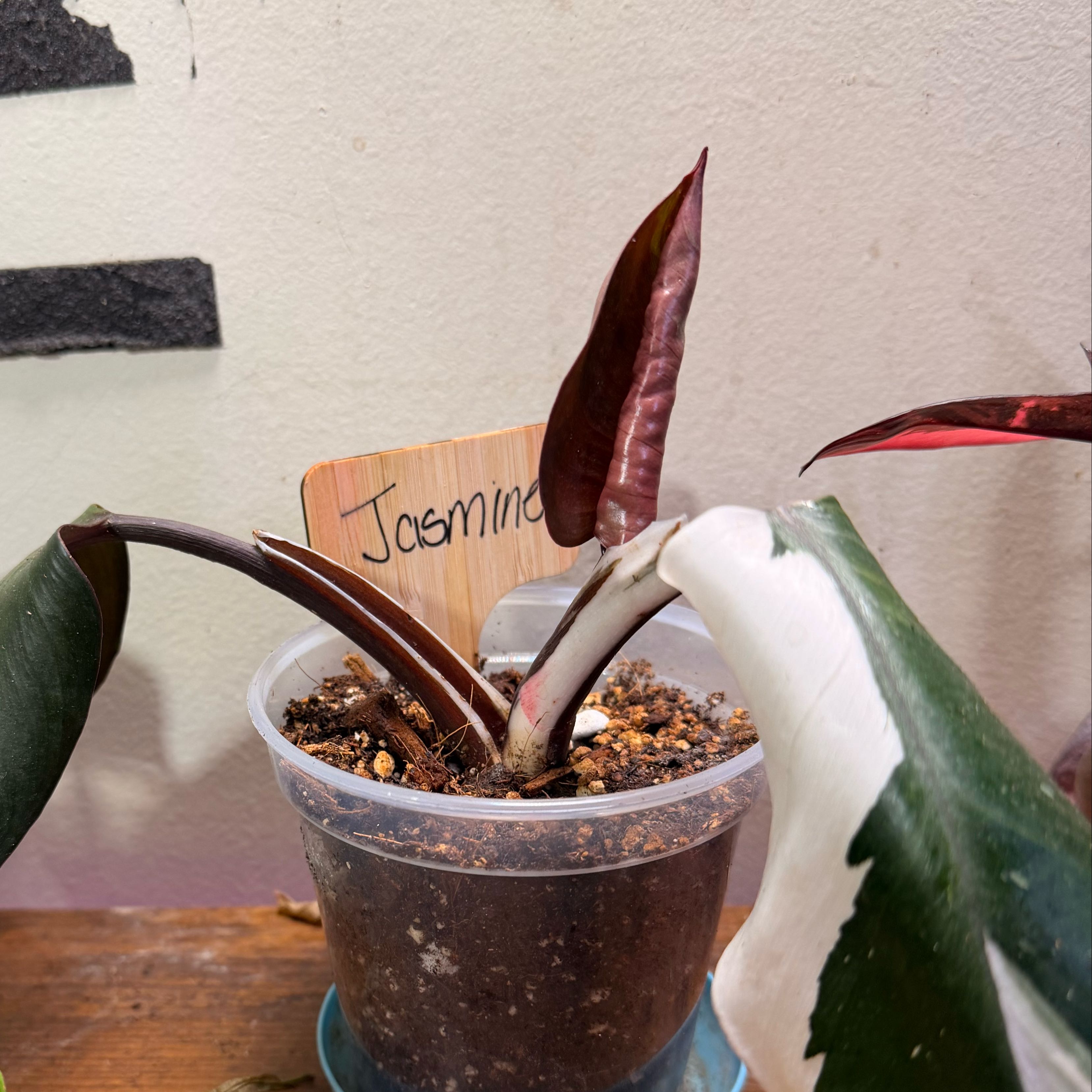 Photo of the plant species White Knight Philodendron by @Popcornjoness2 named Jasmine on Greg, the plant care app