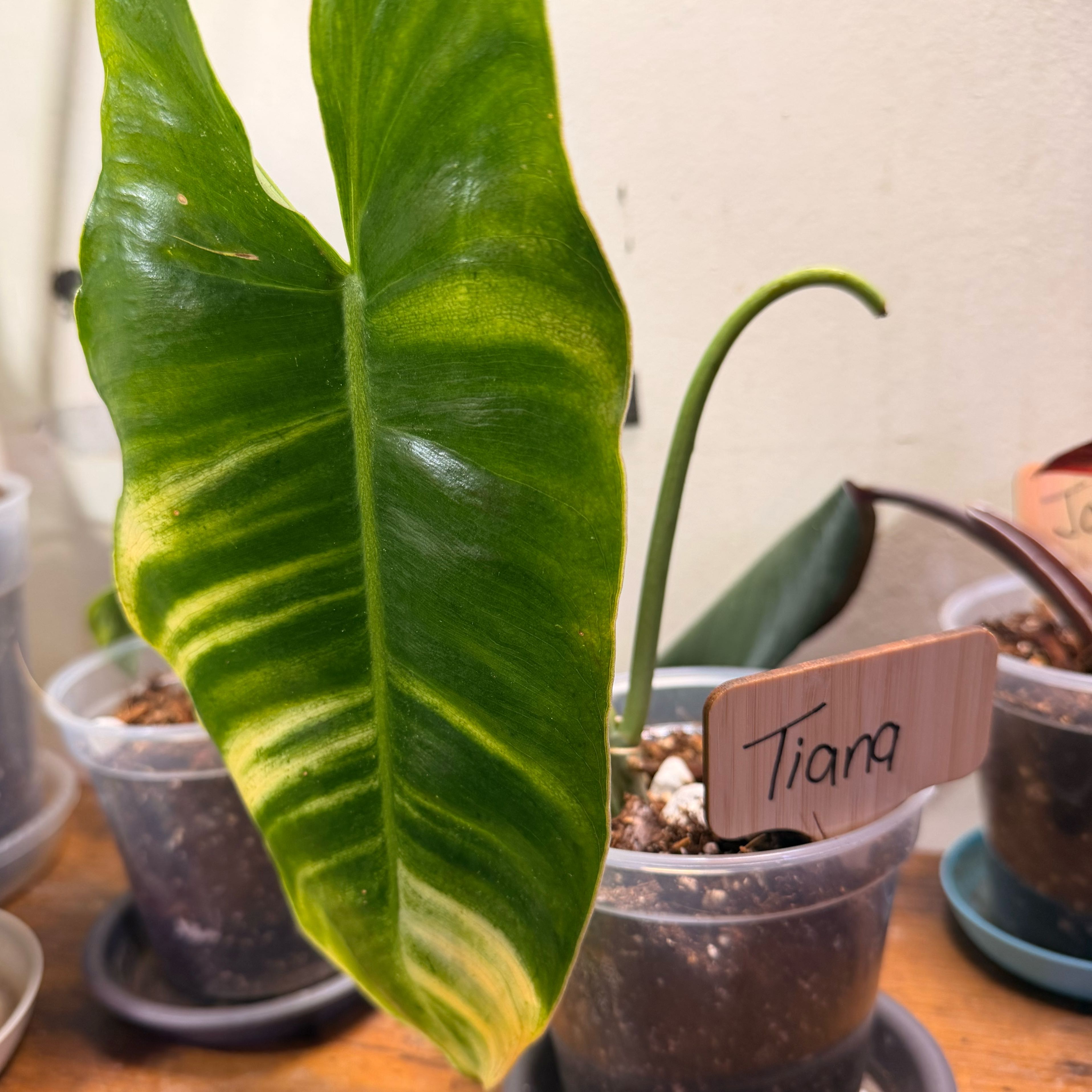 Photo of the plant species Burle Marx Variegata by @Popcornjoness2 named Tiana on Greg, the plant care app