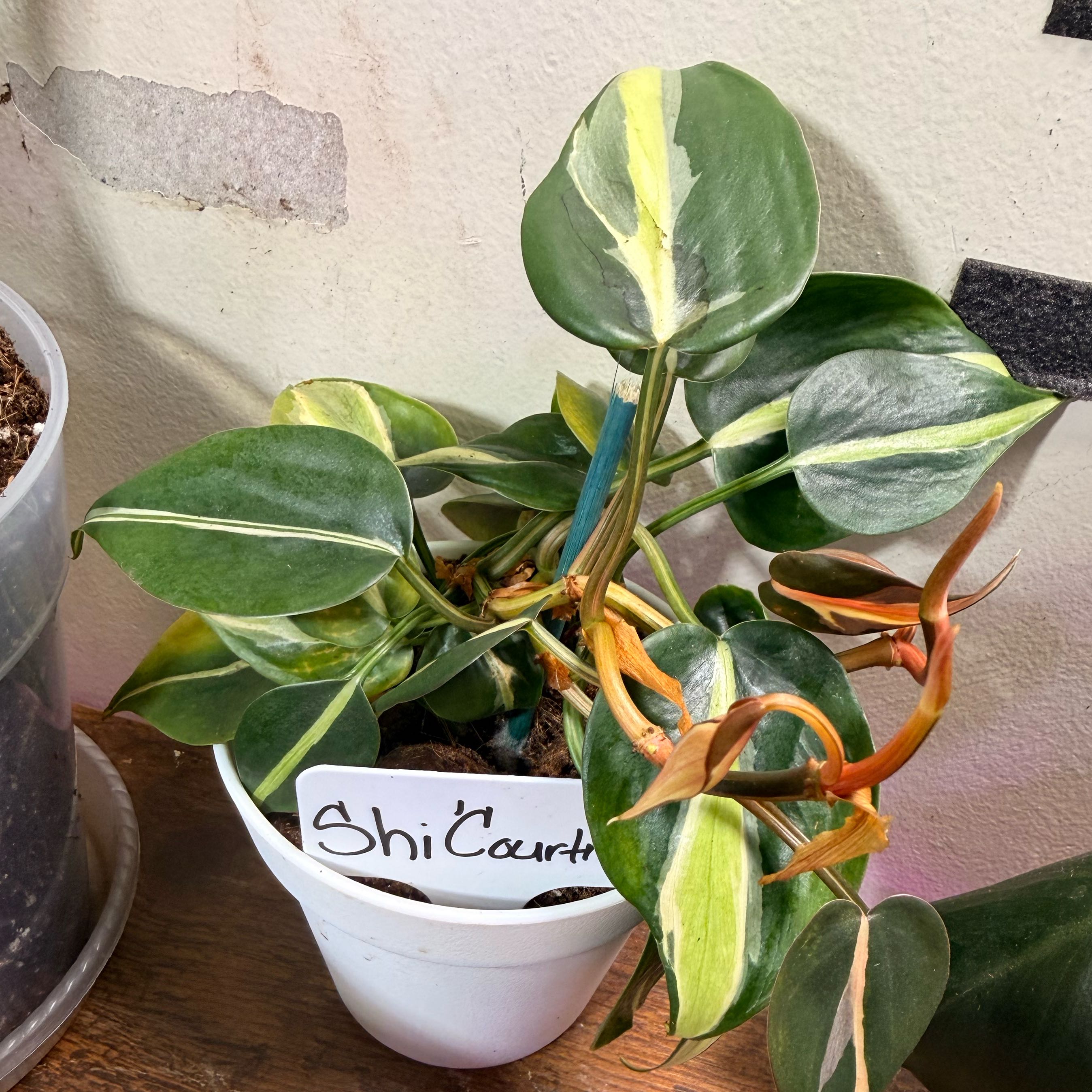 Photo of the plant species Silver Stripe Philodendron by @Popcornjoness2 named Shi’Courtney on Greg, the plant care app