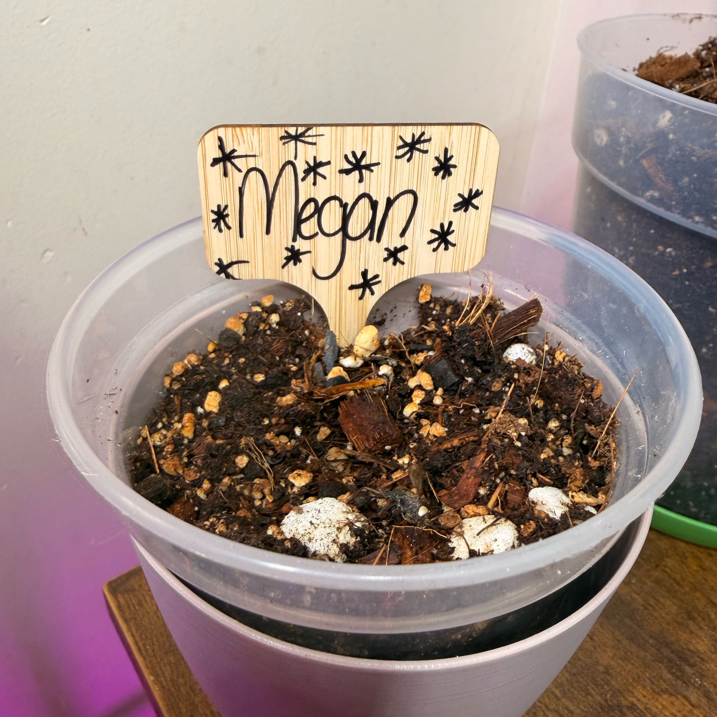 Photo of the plant species Burle Marx Variegata by @Popcornjoness2 named Megan on Greg, the plant care app