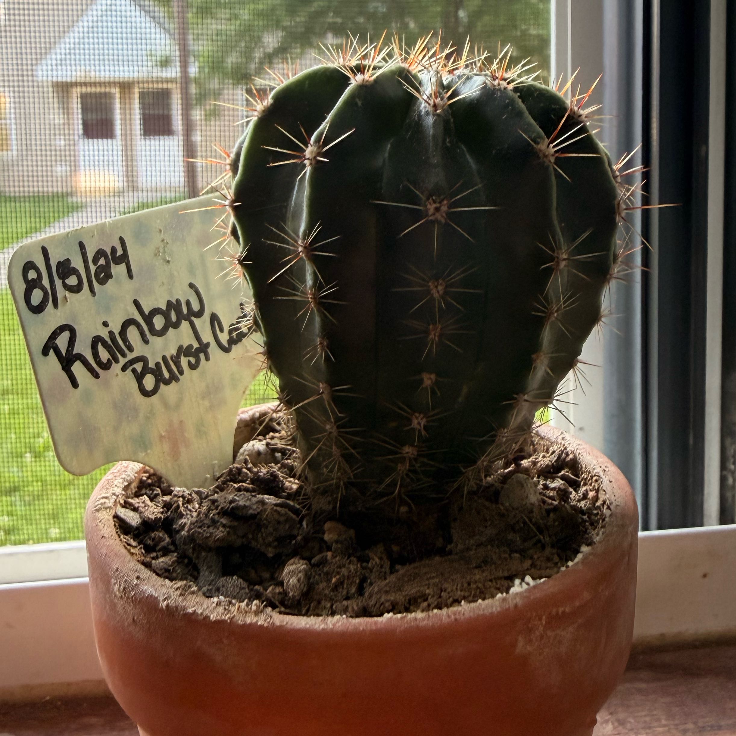 Photo of the plant species Rainbow Burst by @Popcornjoness2 named Helga on Greg, the plant care app