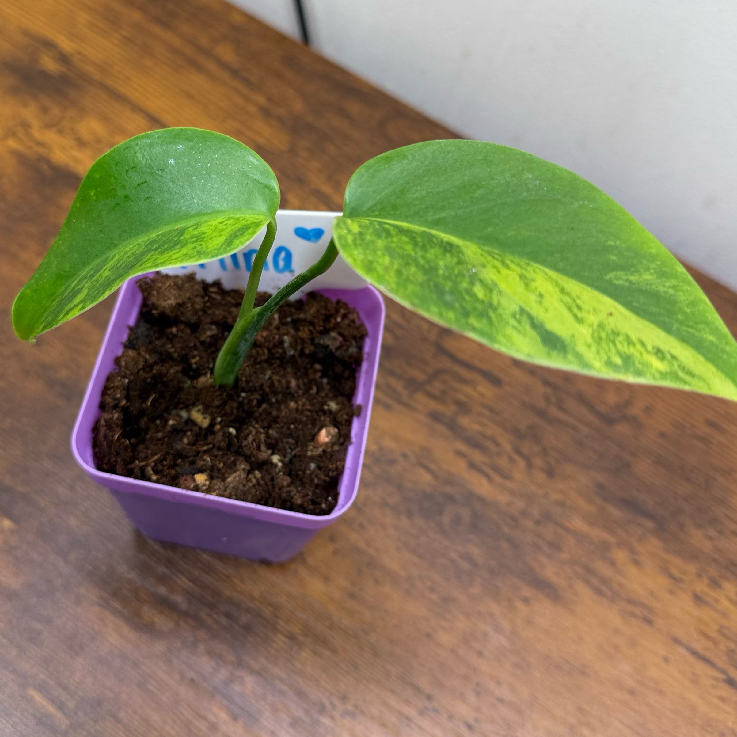 Photo of the plant species yellow variegated monstera by @Popcornjoness2 named Mina on Greg, the plant care app