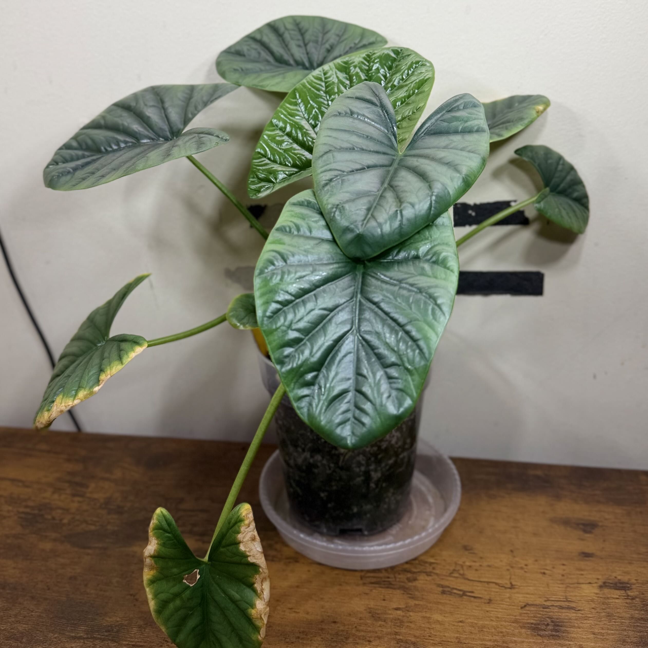 Photo of the plant species Alocasia 'Lukiwan' by @Popcornjoness2 named Layla on Greg, the plant care app