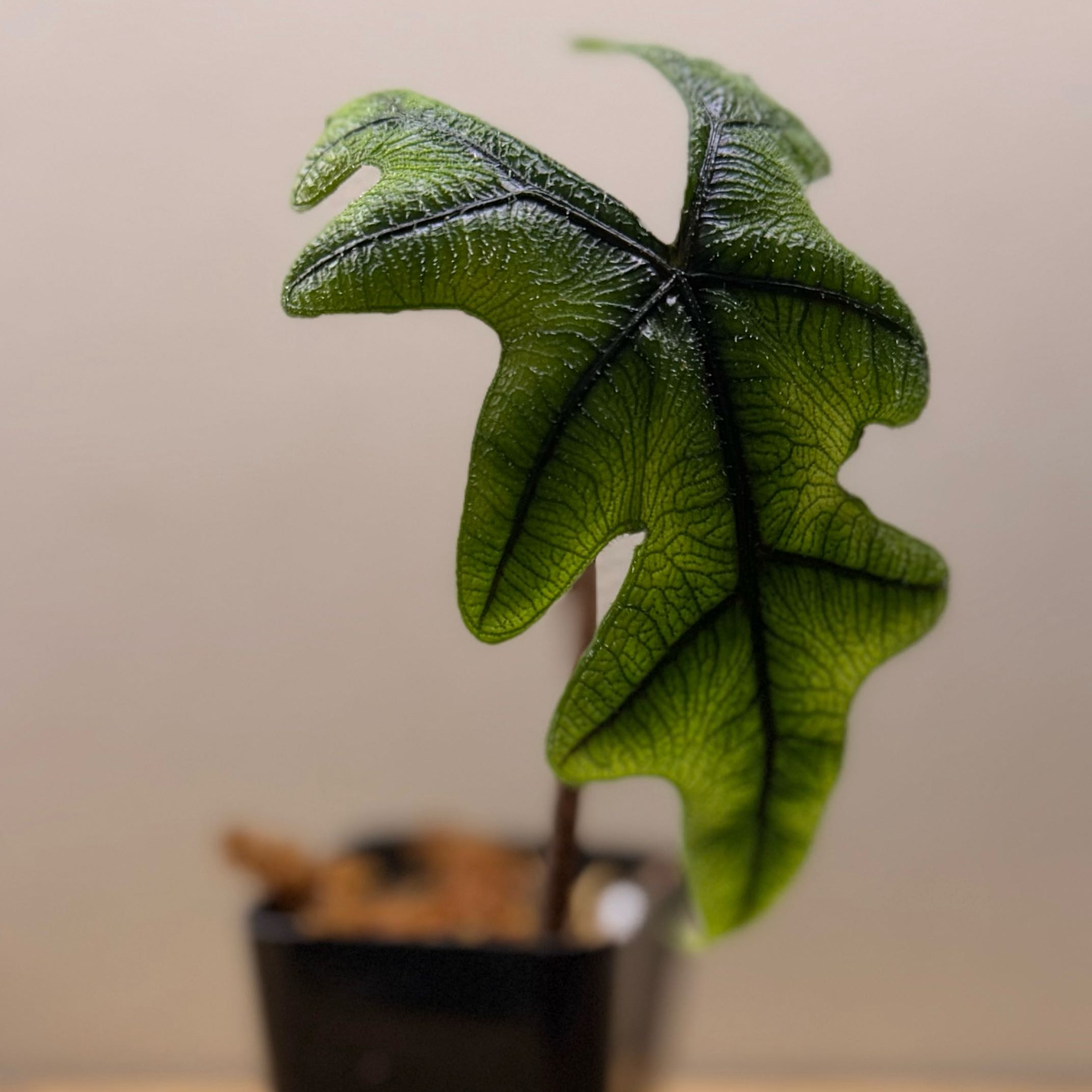 Photo of the plant species Alocasia 'Jacklyn' by @Popcornjoness2 named Akila on Greg, the plant care app