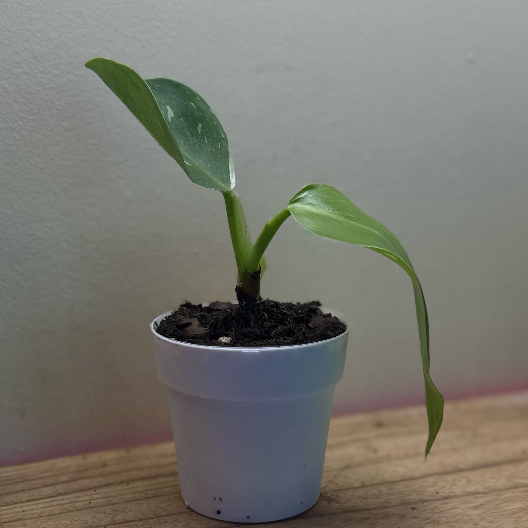 Photo of the plant species Philodendron 'White Wizard' by @Popcornjoness2 named Damina on Greg, the plant care app