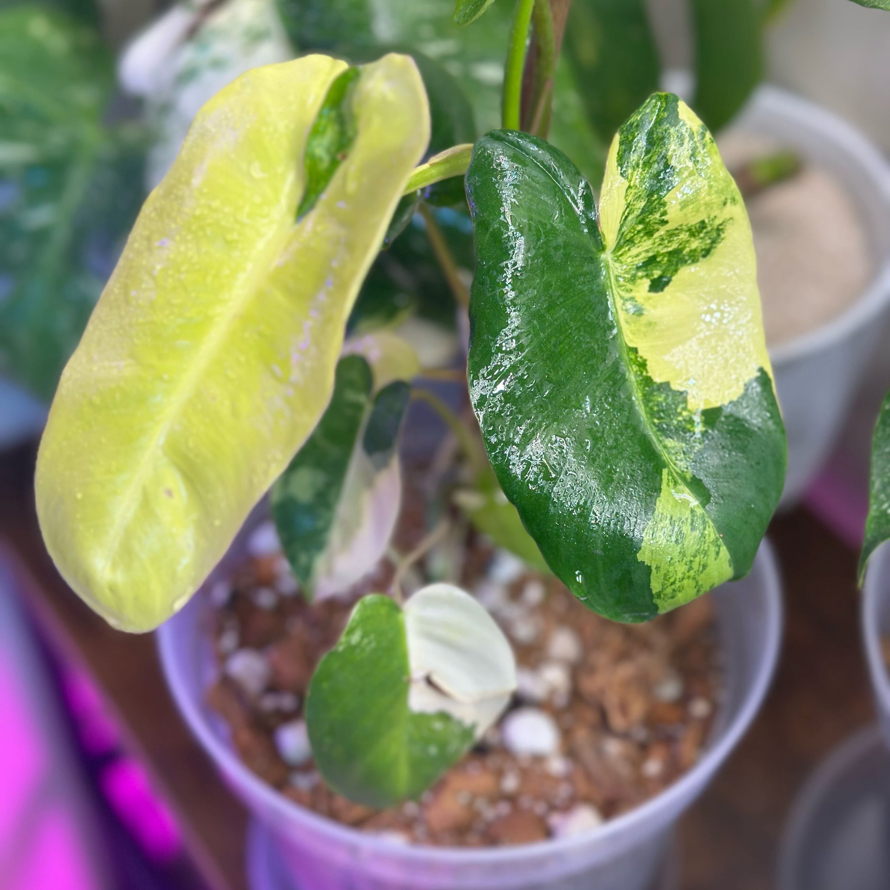 Photo of the plant species Burle Marx Variegata by @Popcornjoness2 named Mikasa on Greg, the plant care app