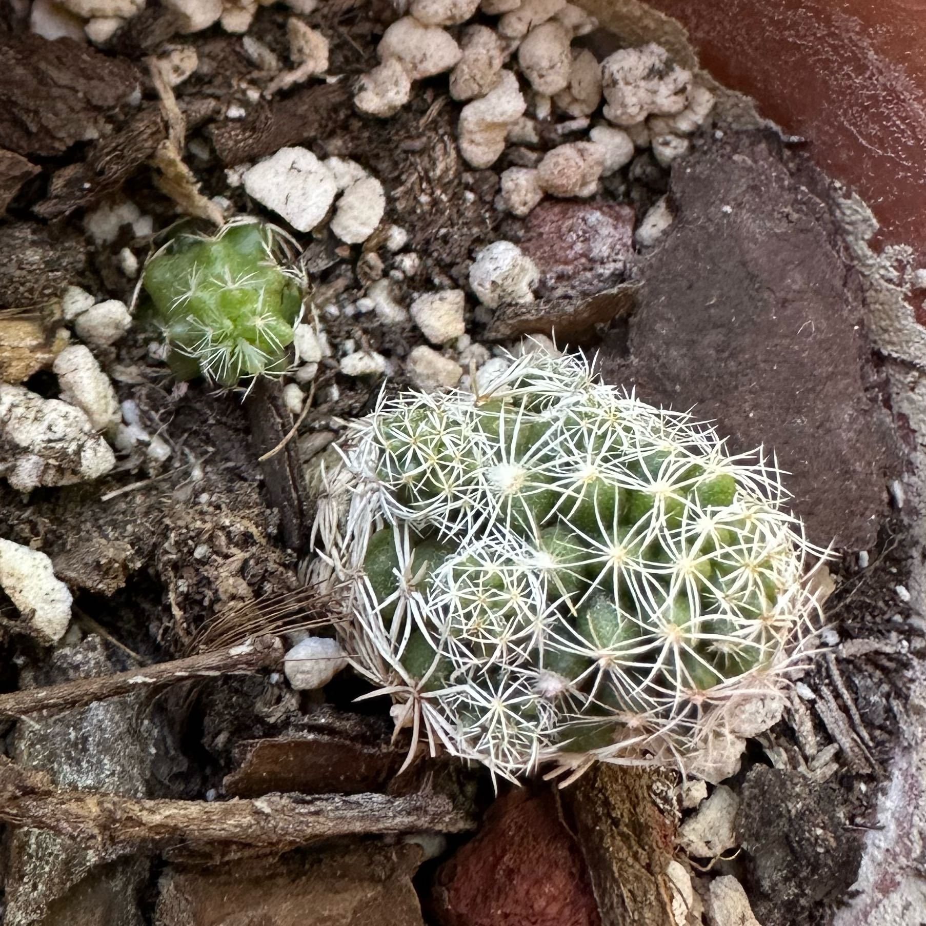 Photo of the plant species Thimble Cactus by @Popcornjoness2 named Wyndelle on Greg, the plant care app