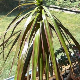 Photo of the plant species Screw Pine by @HipRedsword23 named Sol on Greg, the plant care app