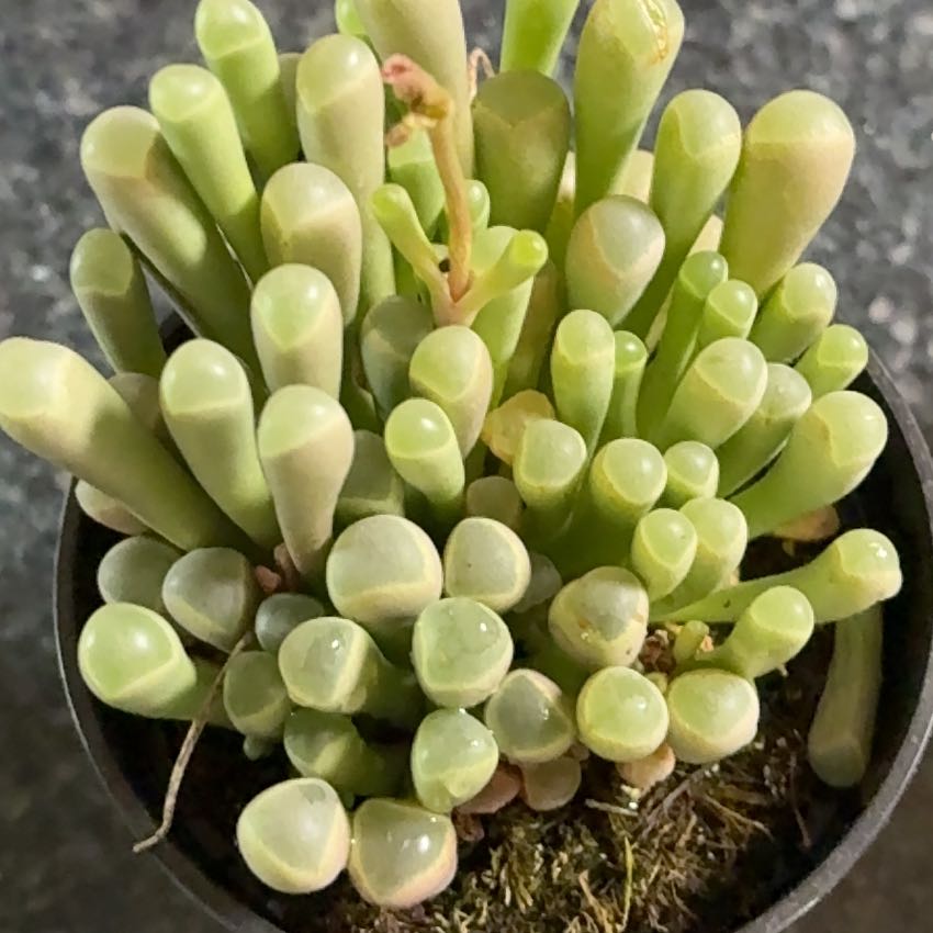 Photo of the plant species Coppery Mesemb by @HipRedsword23 named Denali on Greg, the plant care app