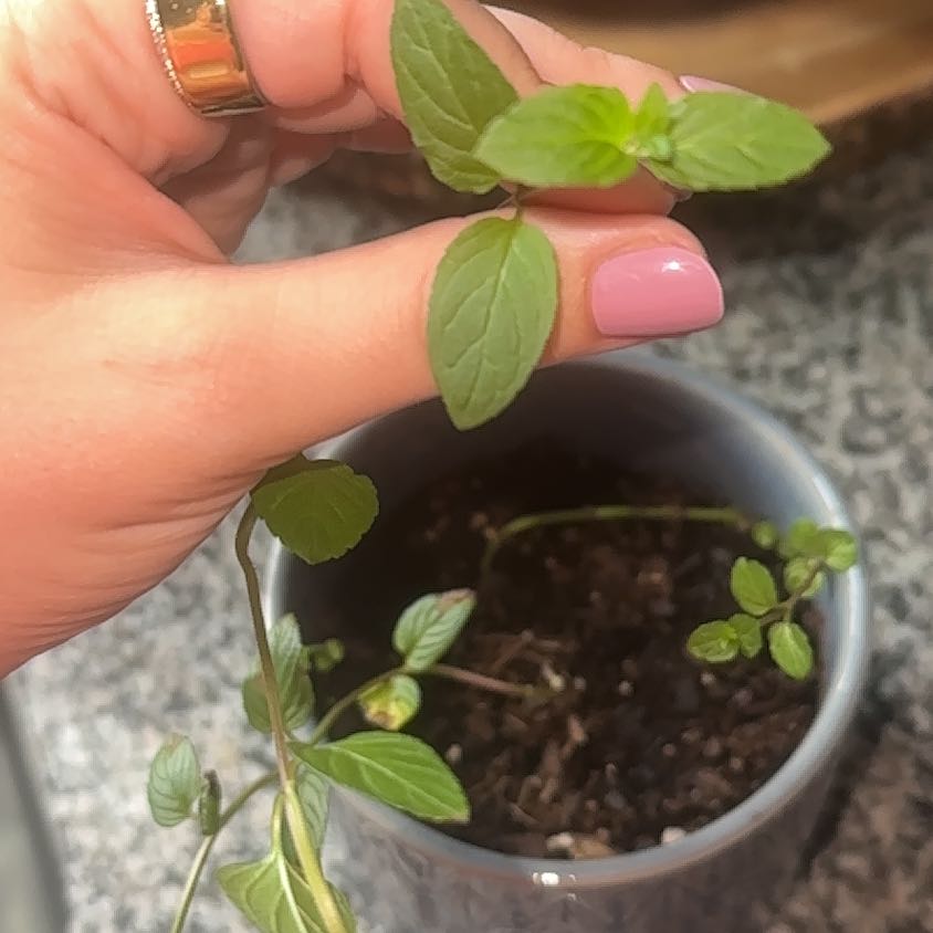 Photo of the plant species Peppermint by @WizardMystax65 named Frank on Greg, the plant care app