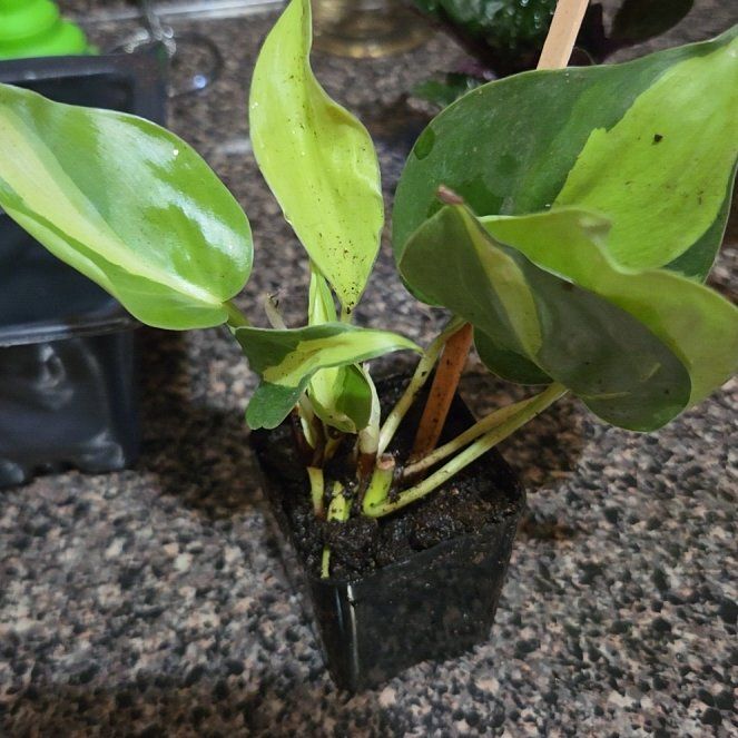Photo of the plant species Bog Arum by @DeanBigfoot60 named Apollo on Greg, the plant care app