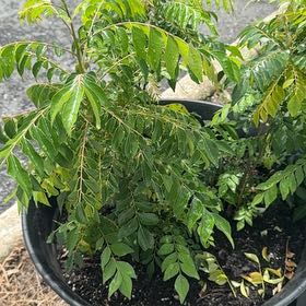 Photo of the plant species Curry Tree by @WillHogpeanut72 named Fernie Mac on Greg, the plant care app