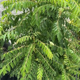 Photo of the plant species Curry Tree by @WillHogpeanut72 named Leonardo on Greg, the plant care app