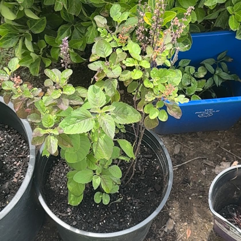 Photo of the plant species Holy Basil (Tulsi) by @WillHogpeanut72 named Zion on Greg, the plant care app