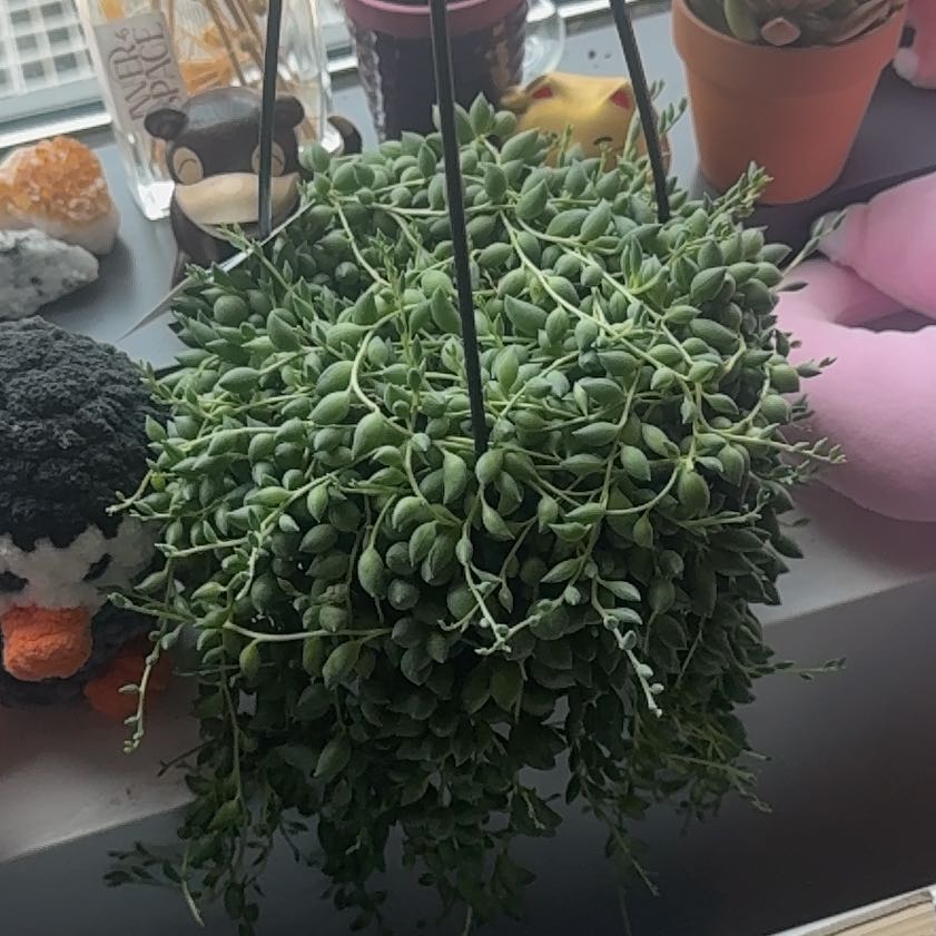 Photo of the plant species String of Tears by @BeamingMaypop77 named Maya on Greg, the plant care app