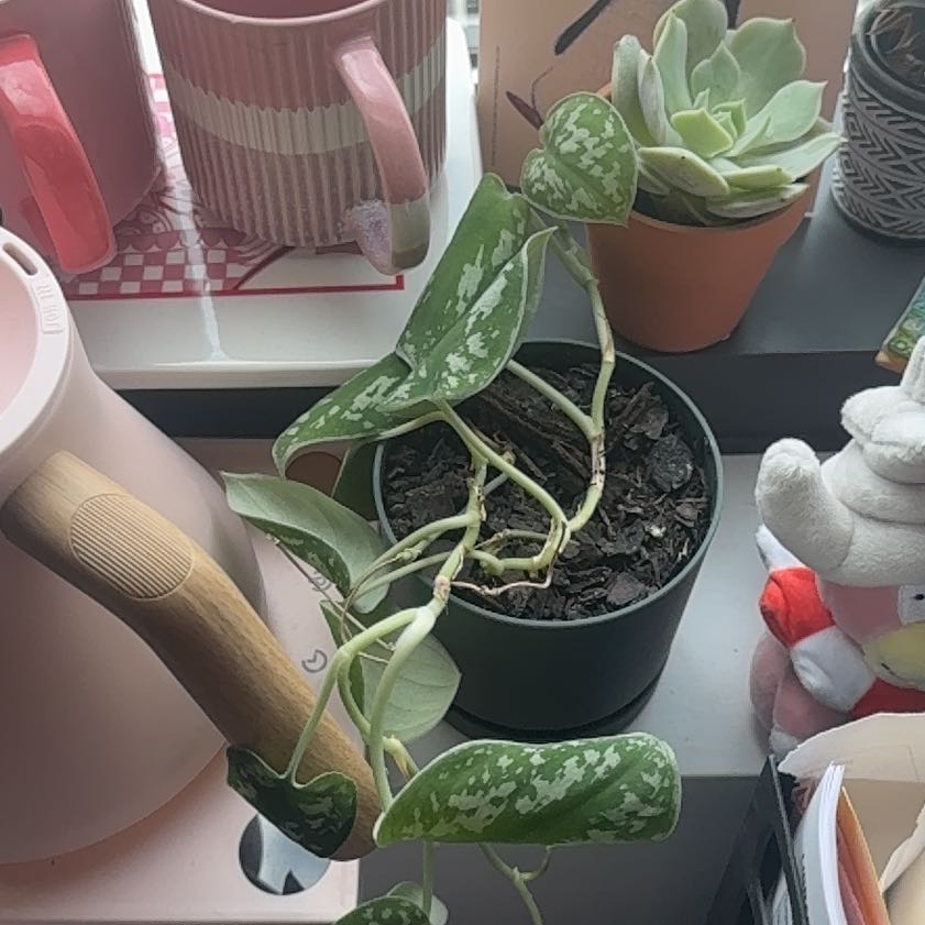 Photo of the plant species Silver Pothos by @BeamingMaypop77 named Anne on Greg, the plant care app