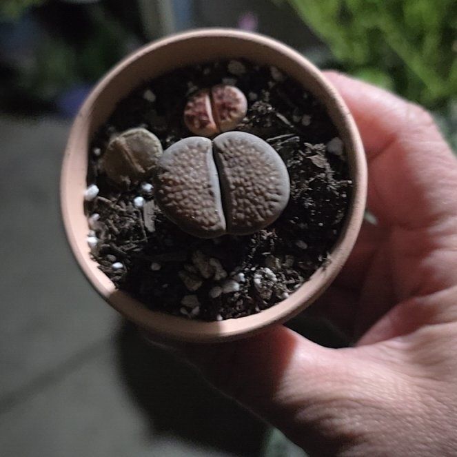 Photo of the plant species Assorted Lithops by @YeveKowhai68 named Winston on Greg, the plant care app