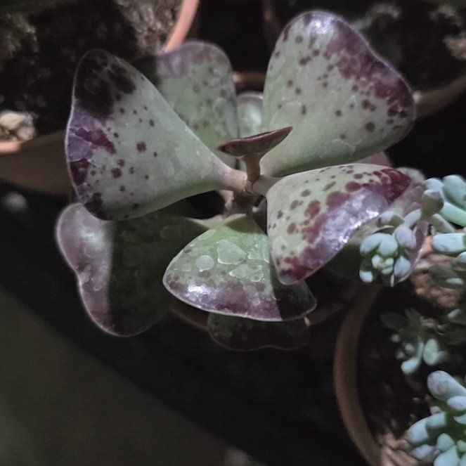 Photo of the plant species Andromischus Triflorus by @YeveKowhai68 named Tree Diddy on Greg, the plant care app